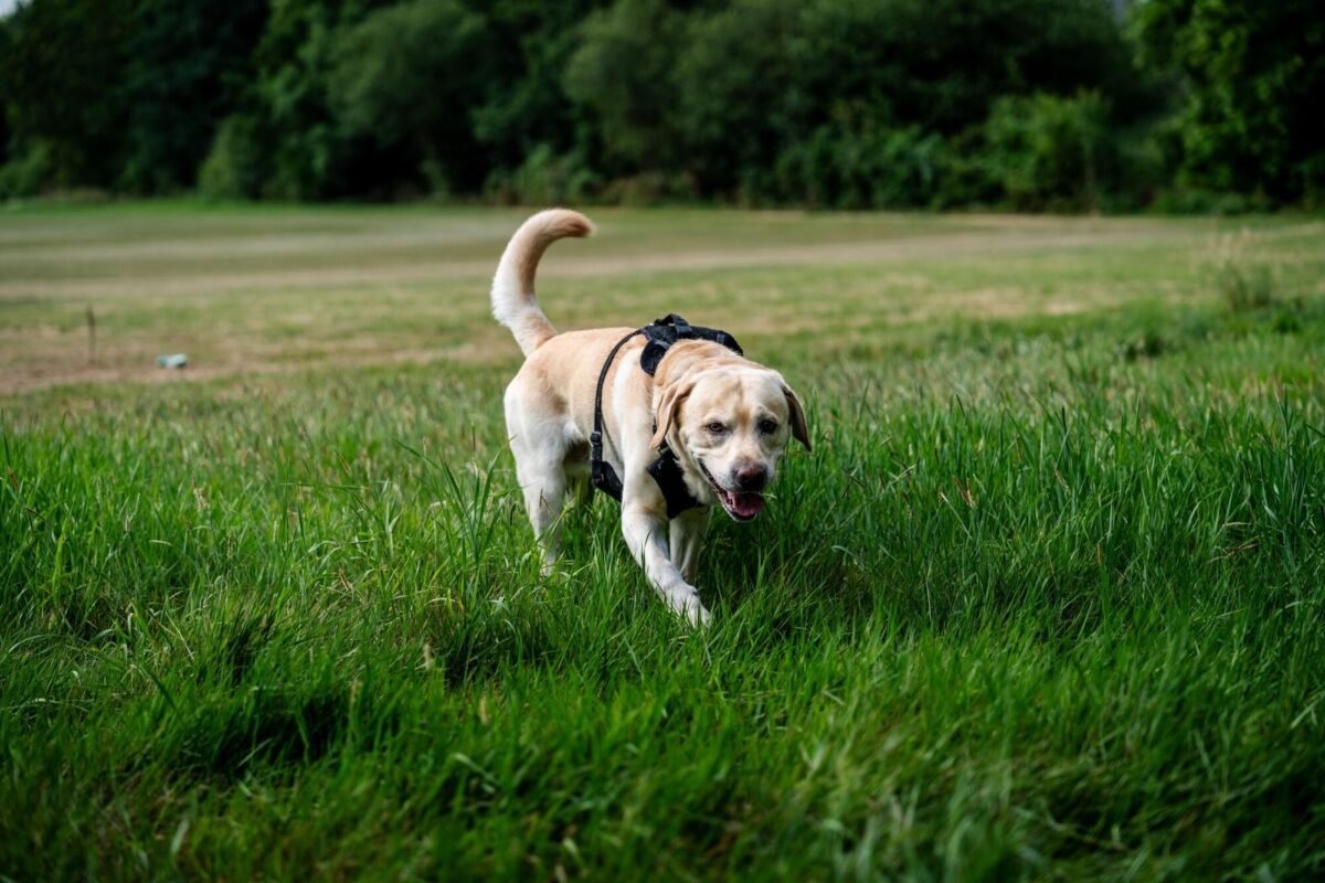 Labrador con arnes en un campo