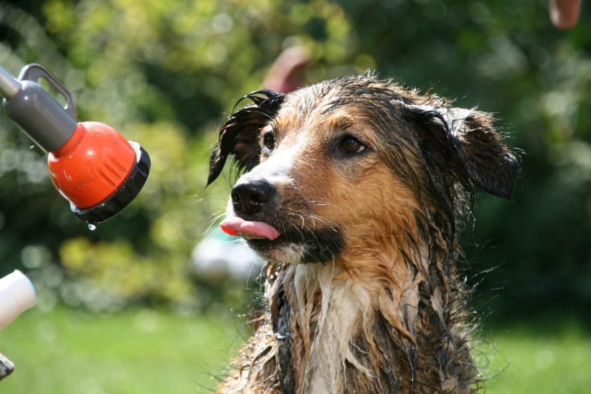 Perro recibiendo un bano con agua
