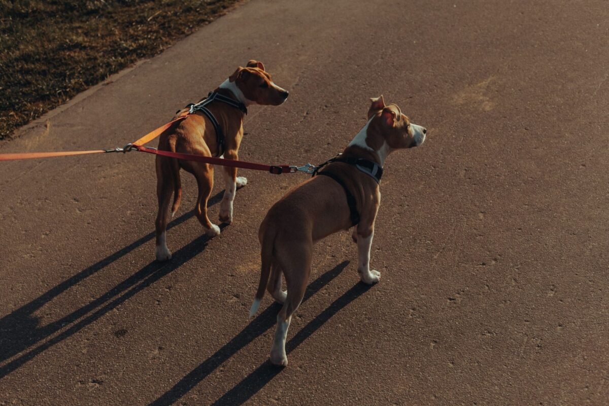 Terrier sujeto con correa durante el paseo
